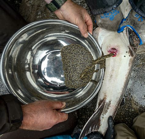How the caviar industry and scientists are working to save .